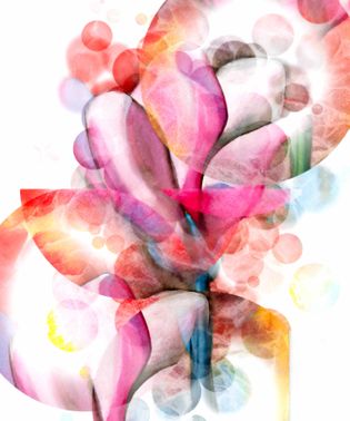 Abstract magnolia